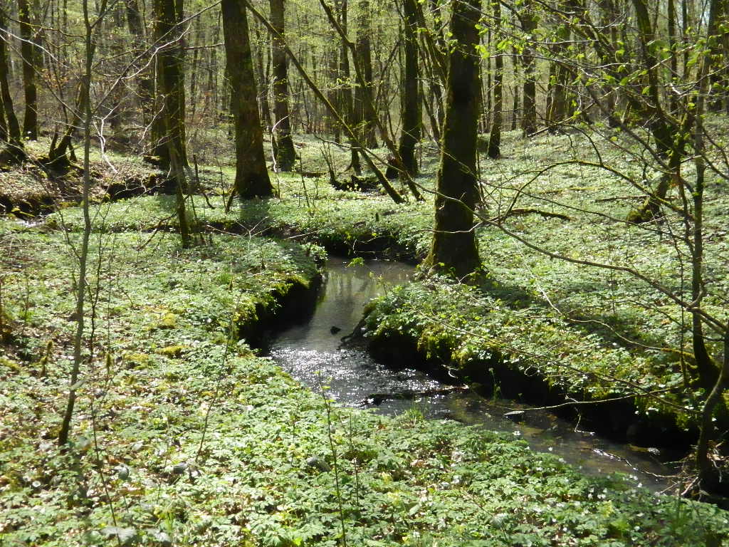 ruisseau
