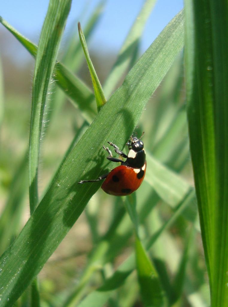 coccinelle à 7 points