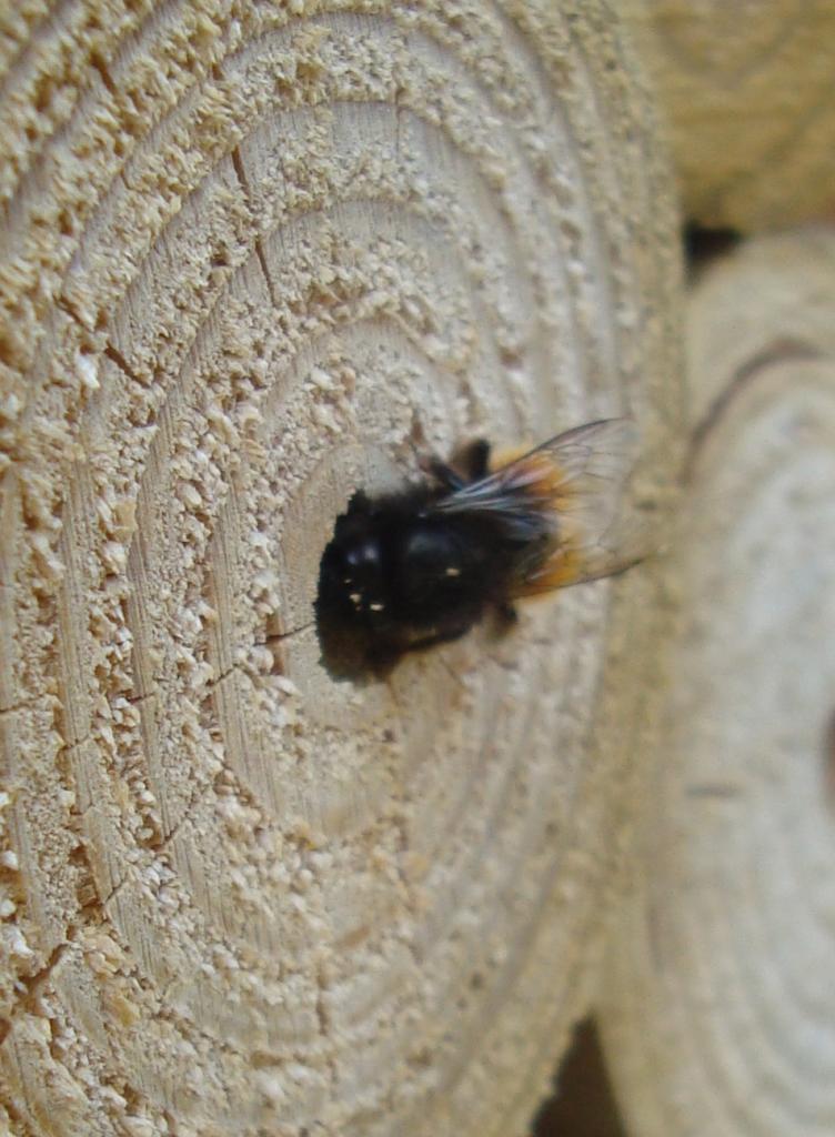 Abeille sauvage dans hotel à insectes