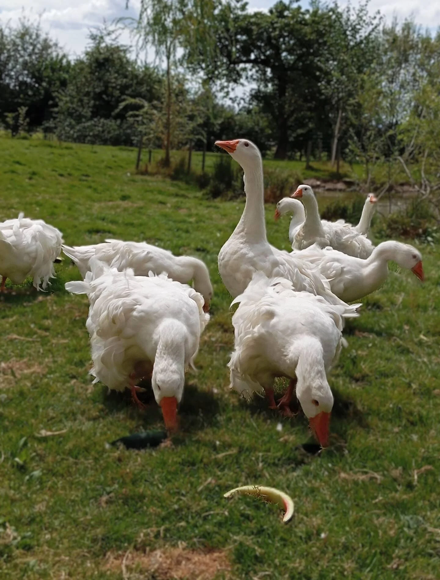 oie frisée du danube