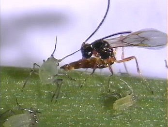 insecte parasitoide